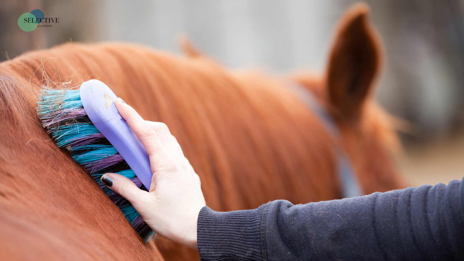 equine therapy vs horse riding