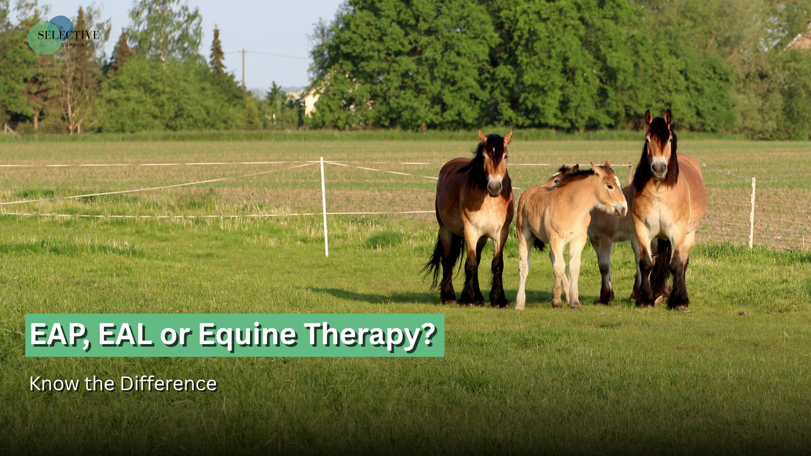 equine assisted psychotherapy
